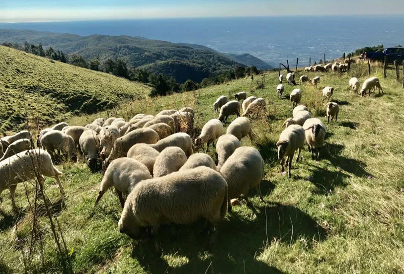 AGNELLO D’ALPAGO