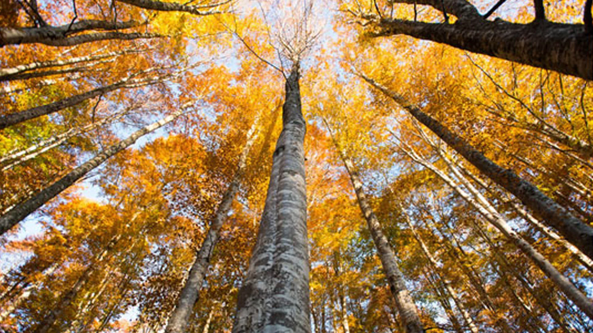 FORESTA DEL CANSIGLIO