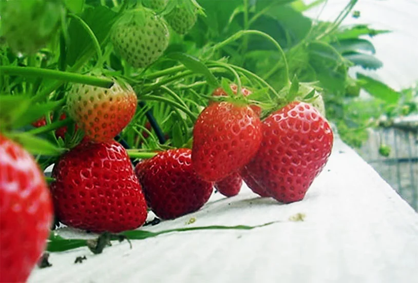FRAGOLA