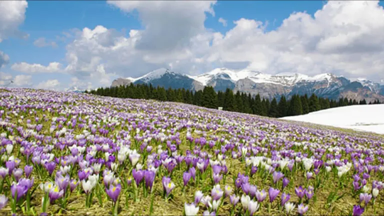 Dolomiti TV