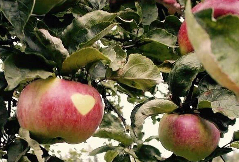 MELA PRUSSIANA E ANTICHE VARIETA’ LOCALI