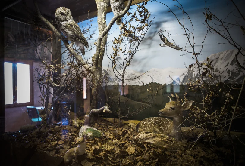 MUSEO ECOLOGICO“G. Zanardo”