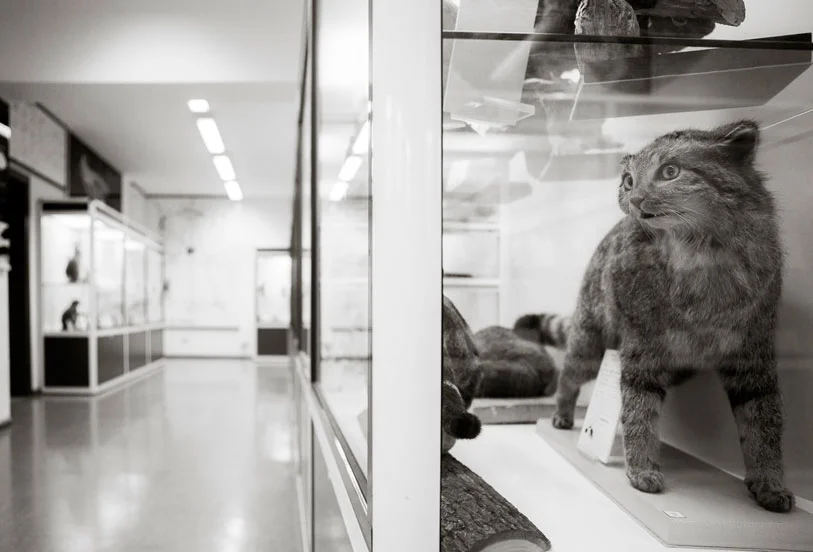 MUSEO DI STORIA E NATURA
