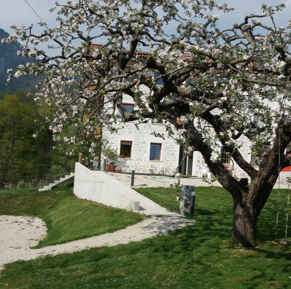 ANTICO MELO - 2
