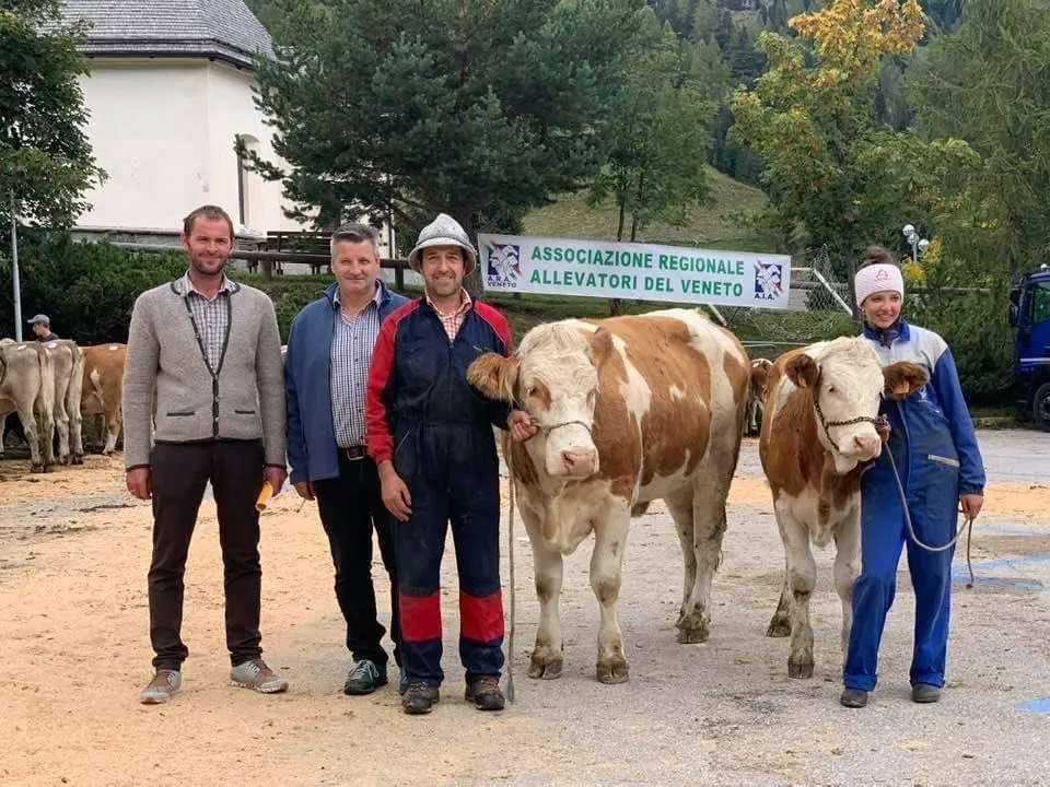 Rassegna della Razza Bruna & Pezzata Rossa Ladina ad Arabba - 3