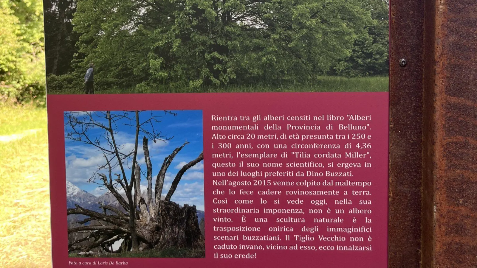 Il Tiglio di Dino Buzzati - 2
