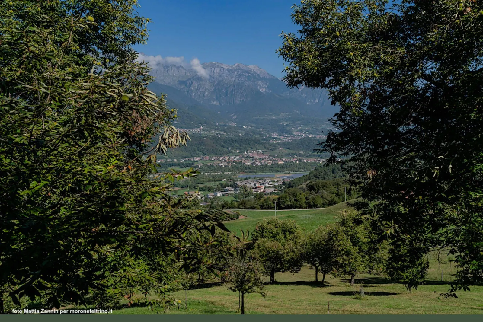 Consorzio Tutela Morone e Castagno del Feltrino