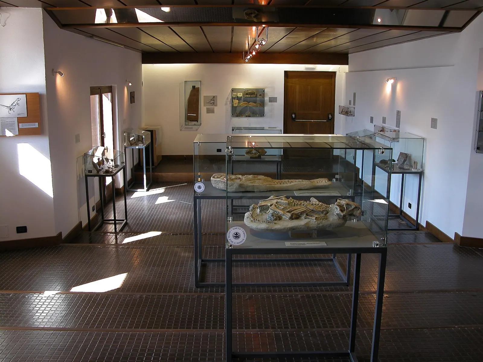Museo paleontologico - 3