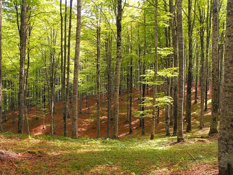 Percorso Cimbro 65 km